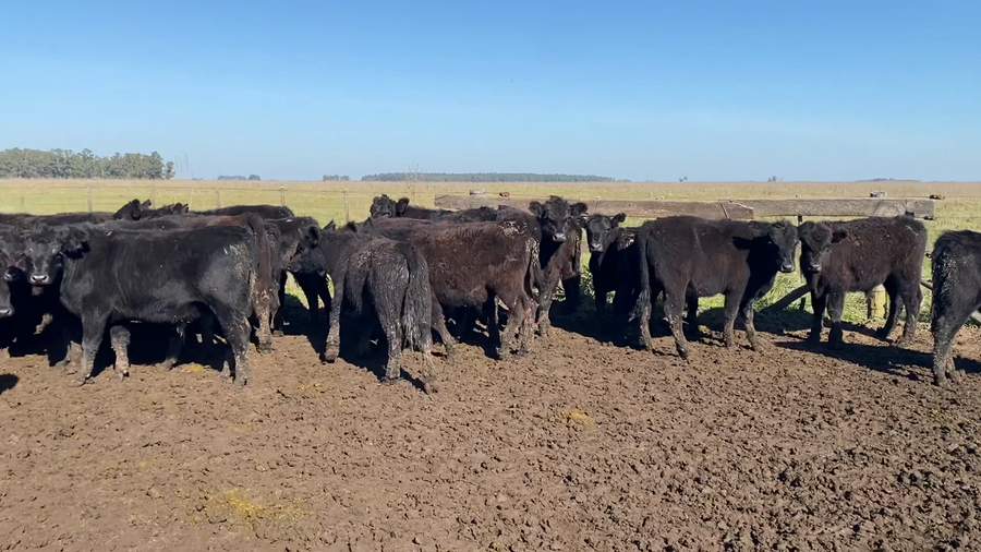 Lote 102 Terneros en Ayacucho