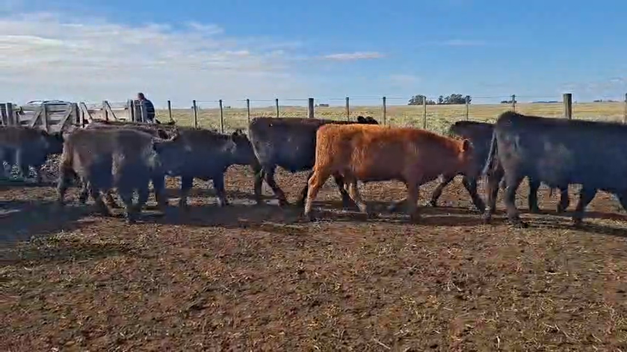 Lote 80 Terneros