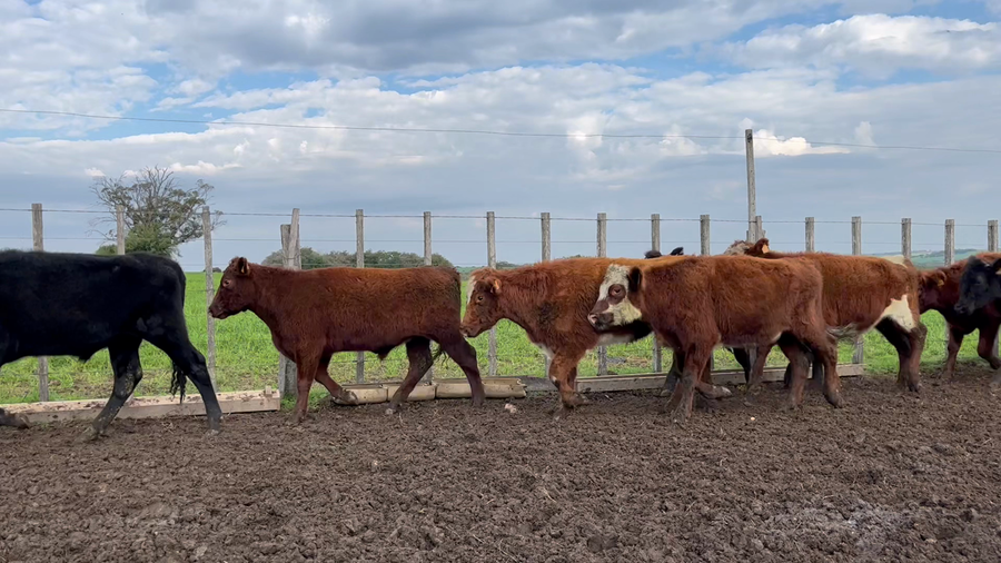 Lote NOVILLOS 1 a 2 AÑOS