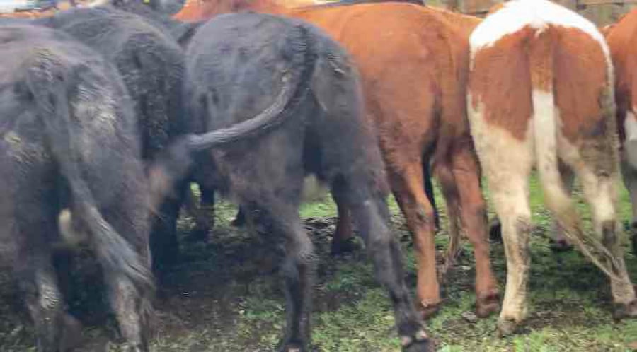 Lote 25 Vaquilla Engorda en Puerto Octay, X Región Los Lagos