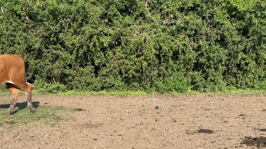 Lote 42 Terneros/as en Corrientes, Mercedes