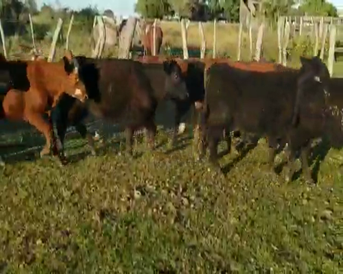 Lote 75 Terneros en Villaguay, Entre Ríos