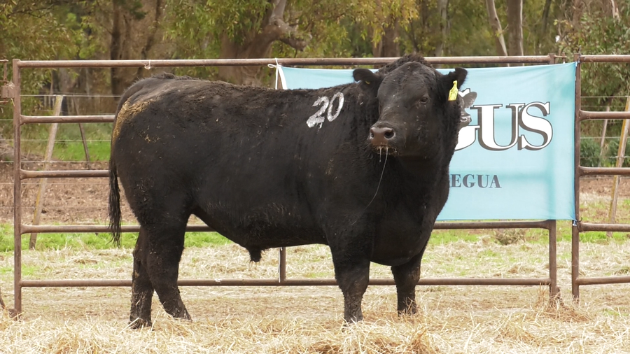 Lote TOROS ANGUS NEGROS  PC