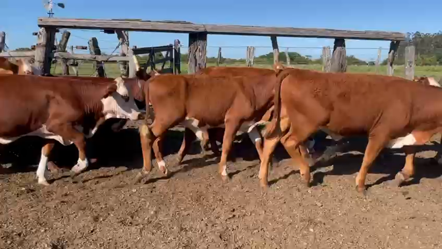 Lote 101 Terneros/as