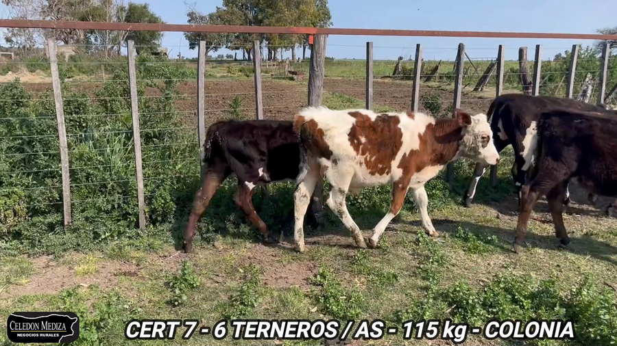 Lote 6 Terneros y Terneras en Colonia