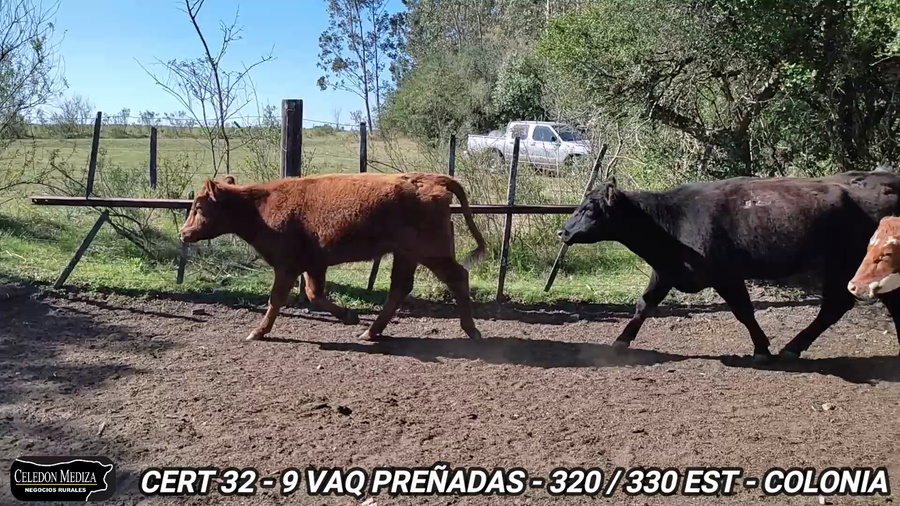 Lote 9 Vaquillonas 1 a 2 años en Colonia