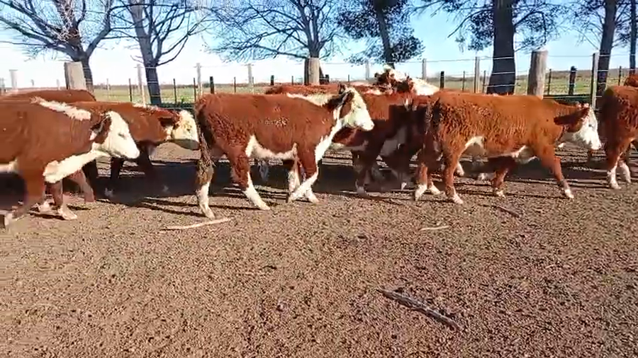 Lote 70 Terneros en Buenos Aires, Villarino