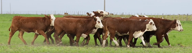 Lote VIENTRES PREÑADOS(CORRAL 50)