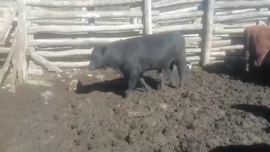 Lote 60 Ternero en Coyhaique, XI Región Aysén