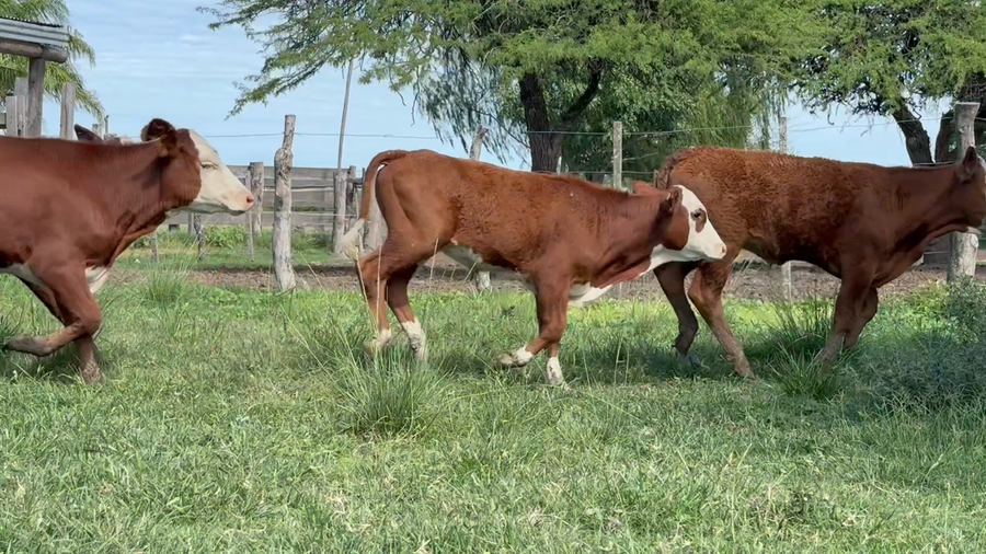 Lote 83 Terneros/as en Corrientes, Curuzú-Cuatiá