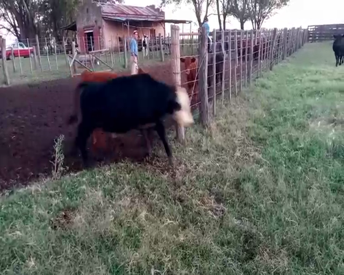 Lote 22 Terneros/as en Salazar, Buenos Aires