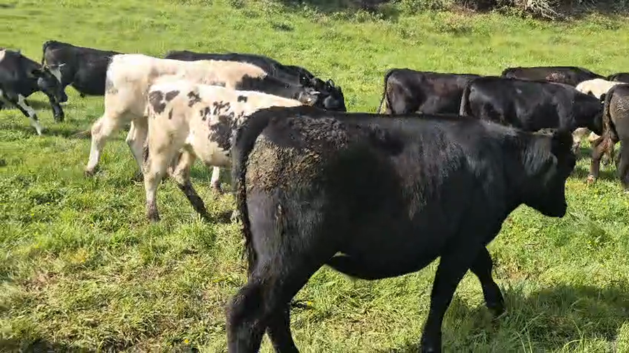 Lote 64 Novillo Engorda en Panguipulli, XIV Región Los Ríos