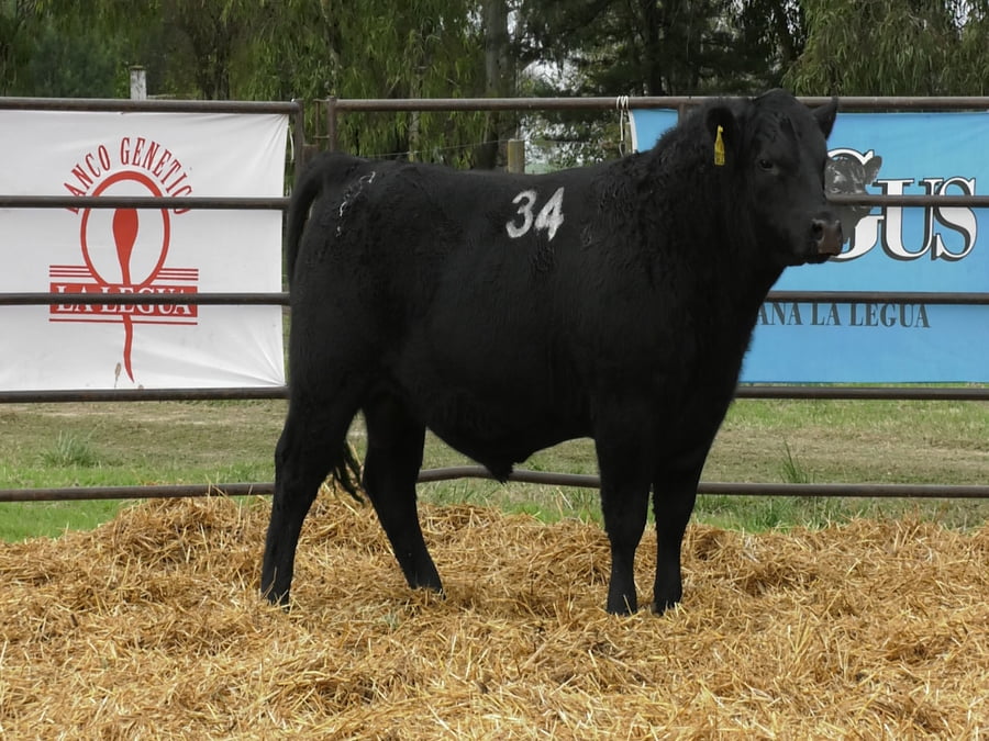 Lote TOROS ANGUS NEGROS PC