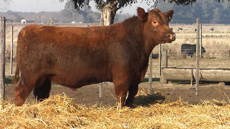 Lote TOROS PUROS POR CRUZA
