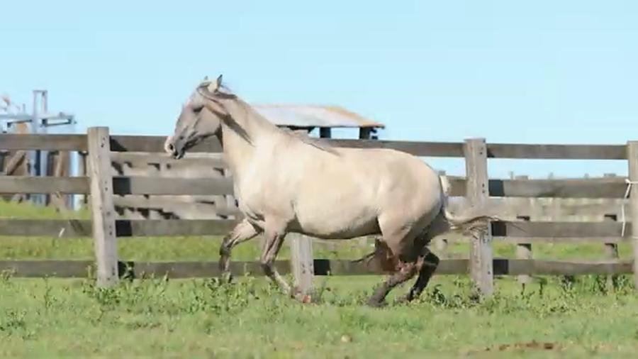 Lote BOMBILLA DE LA RESERVA