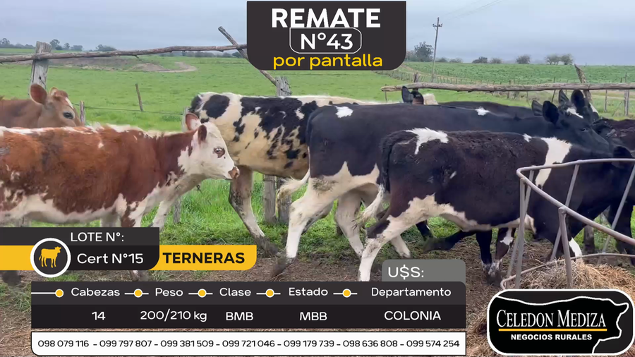 Lote 14 Terneras en Tarariras, Colonia