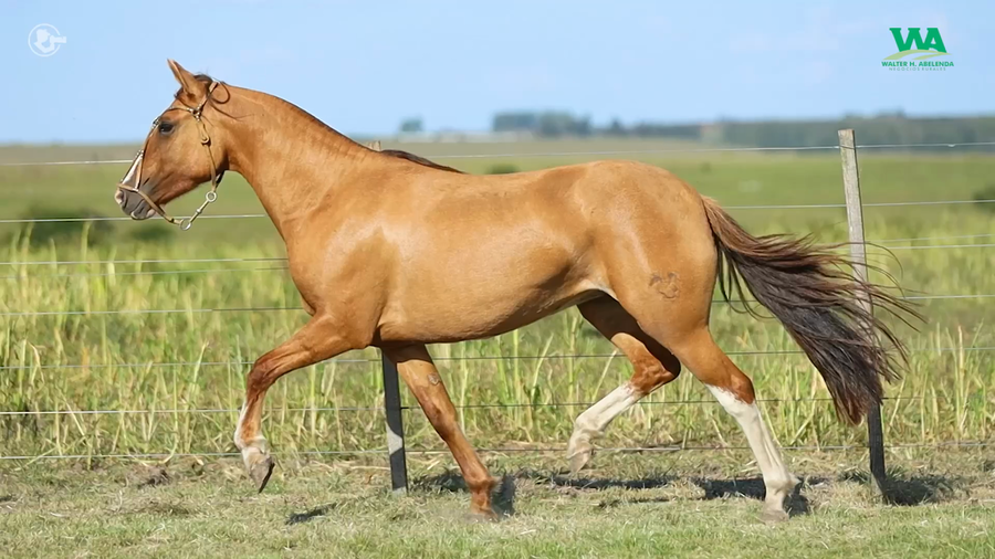 Lote LA ROSADA QUINOA