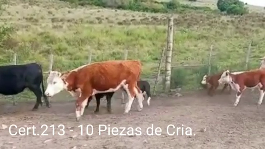 Lote PIEZAS DE CRIA