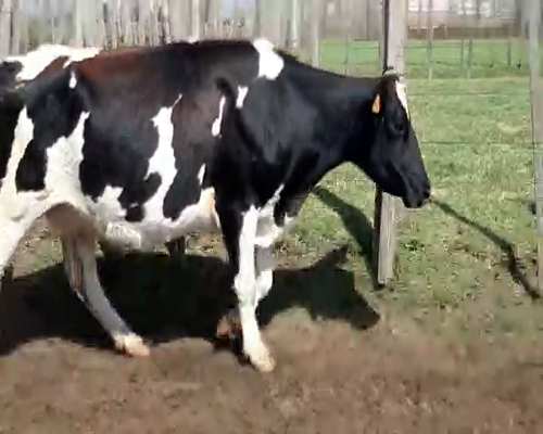 Lote Vacas de Invernada HOLANDO a remate en Pantalla Camy 400kg - , San José