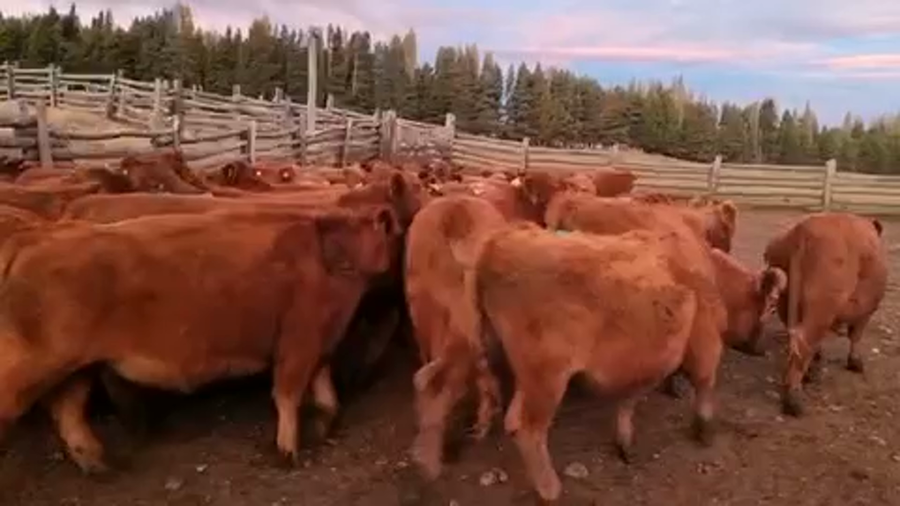 Lote 50 Novillo Engorda en Coyhaique, XI Región Aysén