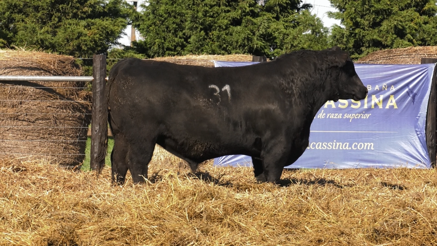 Lote TOROS ANGUS PURO CONTROLADO