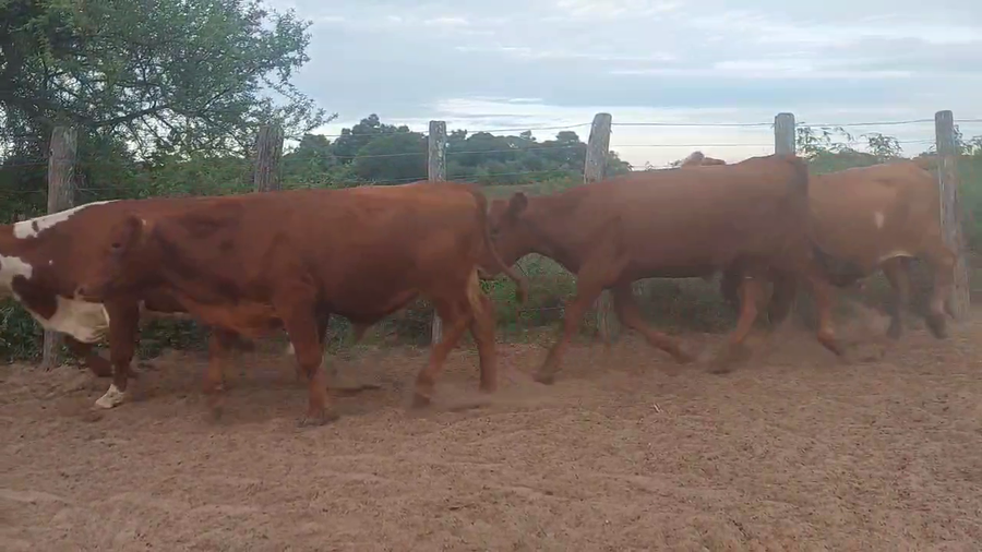 Lote 70 Novillos