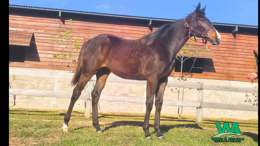 Lote DONA FLAG