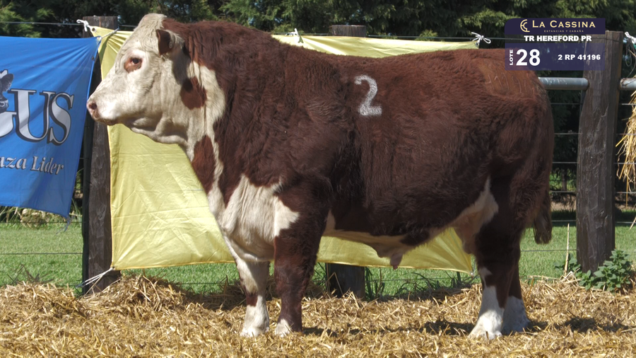 Lote TOROS HEREFORD PURO REGISTRADOS