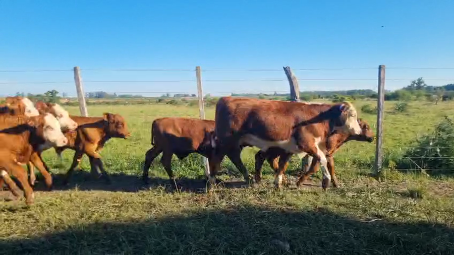 Lote 80 Terneros/as