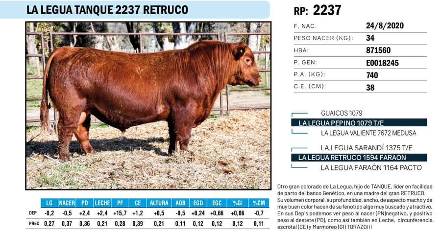 Lote TOROS ANGUS PP