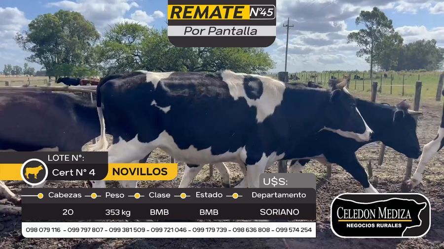 Lote 20 Novillos en Cuchilla del Perdido, Soriano