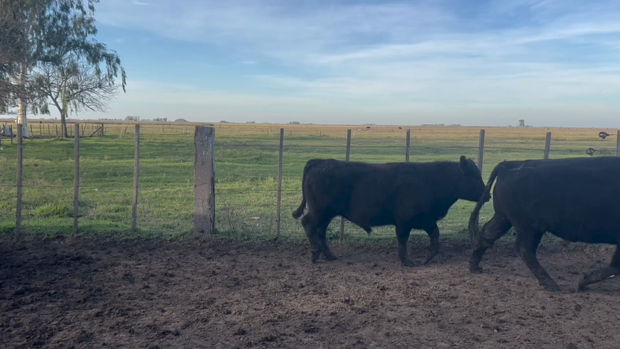 Lote 45 Novillitos