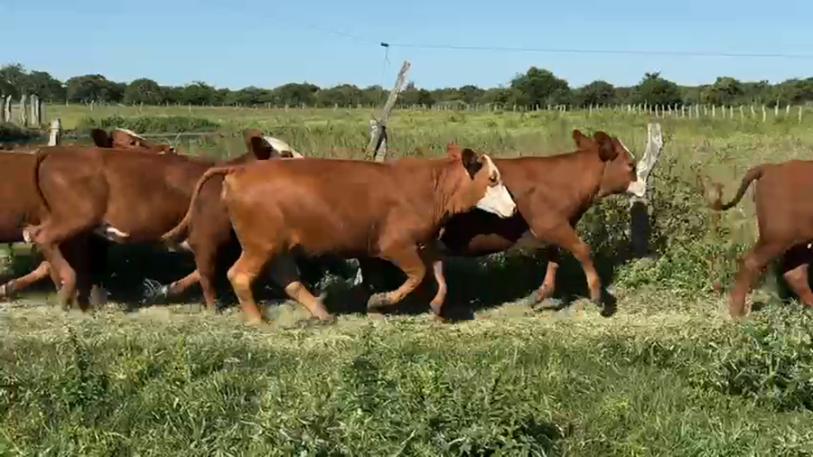 Lote 70 Terneras