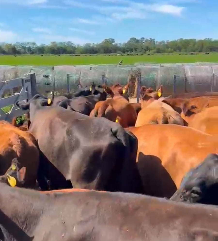 Lote 22 Vacas nuevas C/ cria en Buenos Aires