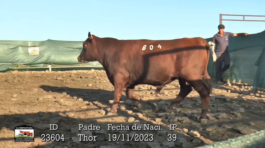 Lote 3 Toros a remate en La Empastada, Durazno