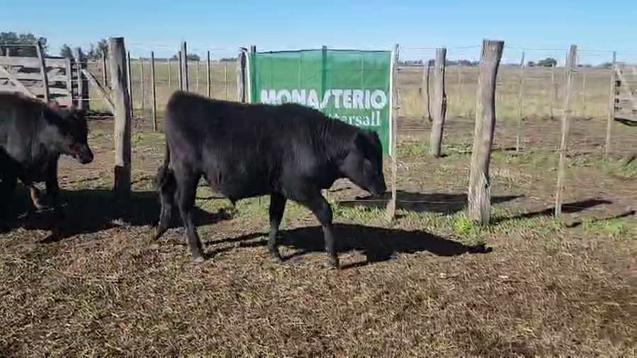 Lote 70 Terneros en Bolívar