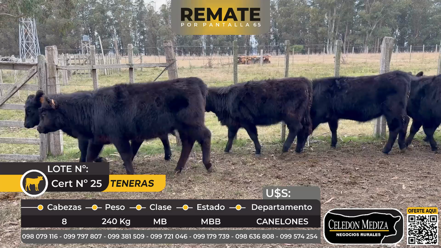 Lote 8 Terneras en Canelones
