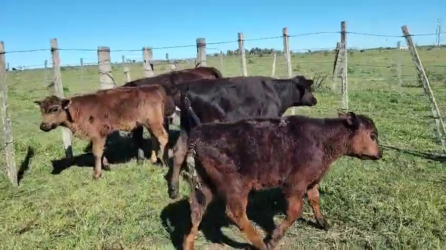 Lote 5 Terneros y Terneras a remate en Pantalla Camy, San José