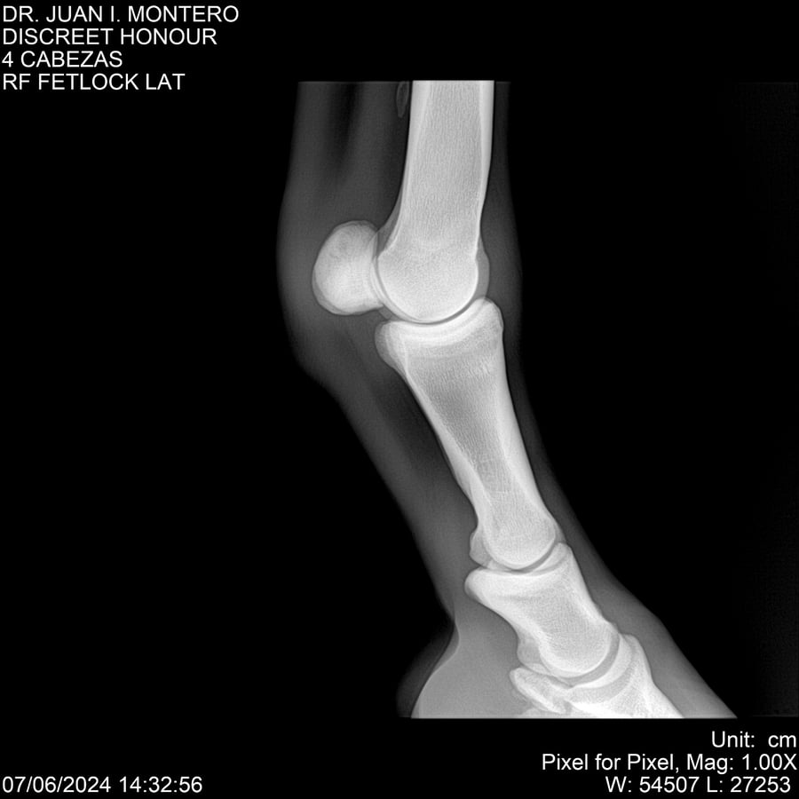 Lote DISCREET HONOUR