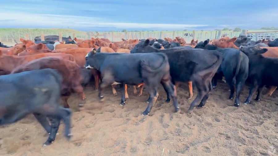 Lote 115 terneros/as