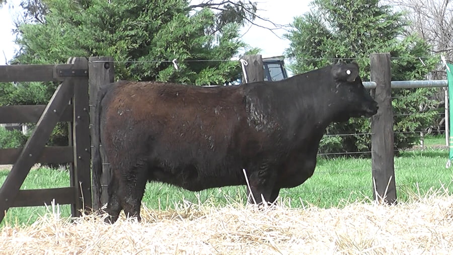 Lote VAQUILLONAS ANGUS PP
