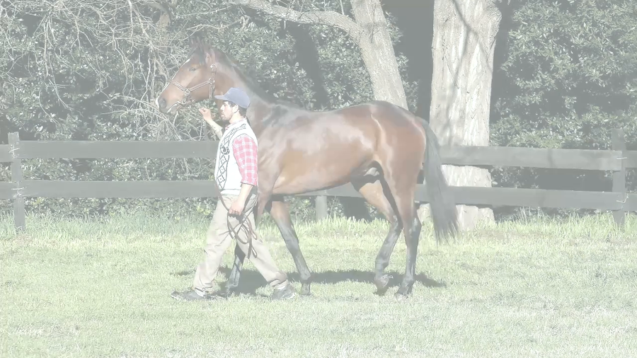 Lote INTERESTING TIME (ANNALS OF TIME - INTERESERA KAL)