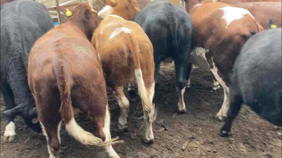 Lote 15 Vaquilla Gorda en Región Metropolitana, María Pinto