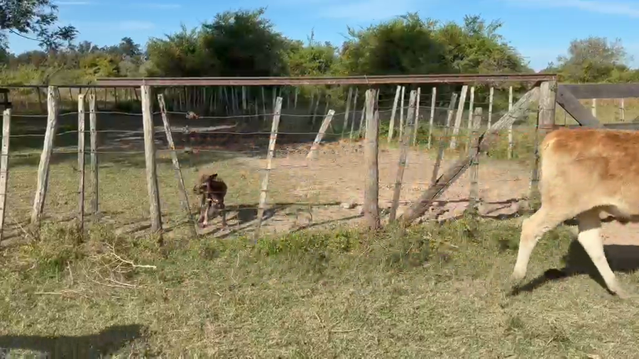 Lote 60 Terneros