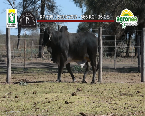 Lote TOROS BRAHAMAN "LA CAROLINA"