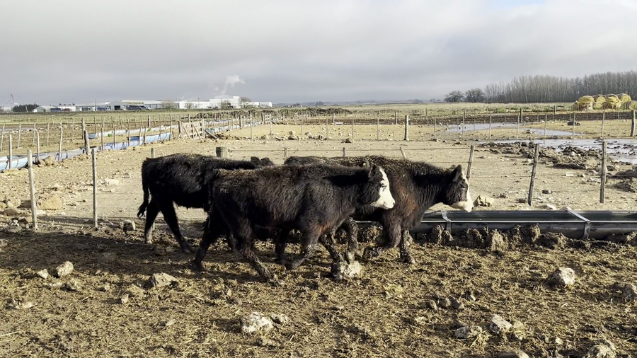 Lote 55 Novillitos en Balcarce, Buenos Aires