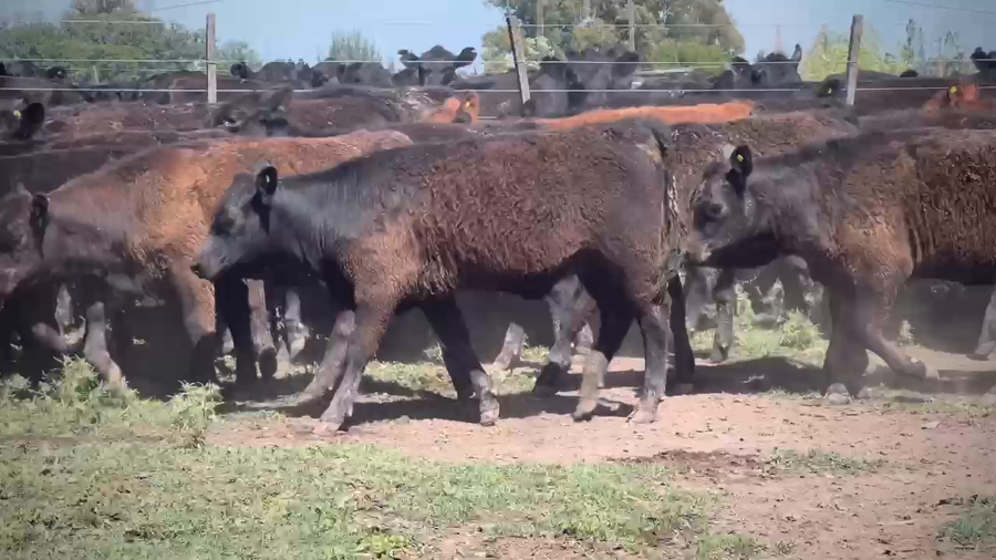 Lote 58 Terneros/as en Brandsen, Buenos Aires