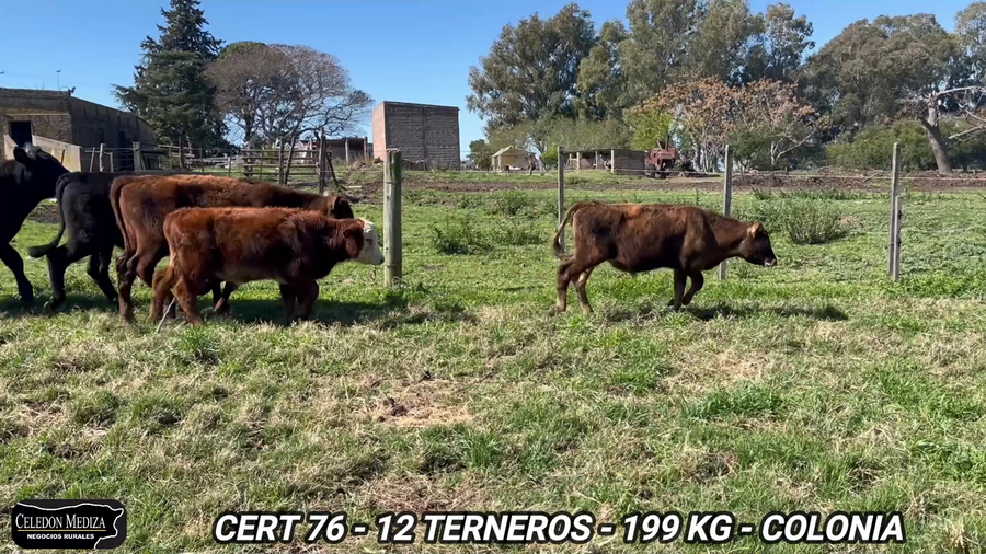 Lote 12 Terneros en Colonia