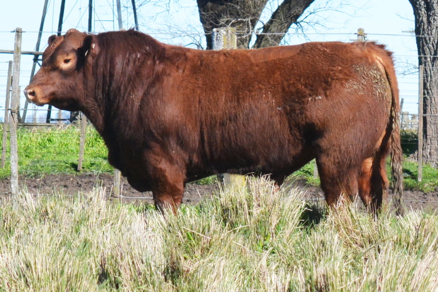 Lote Toros PC