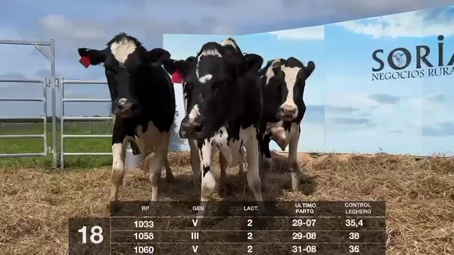 Lote VACAS EN PRODUCCIÓN